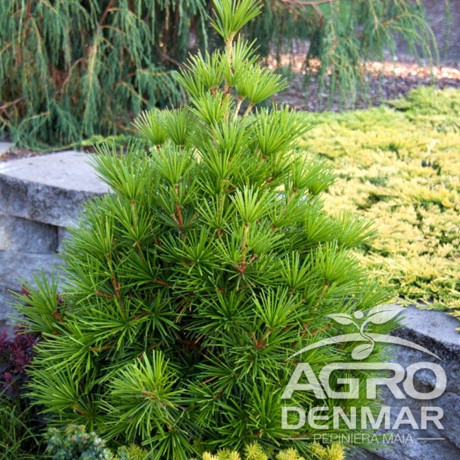Im PINCI X60ミリ Pin umbrela japonez - Sciadopitys verticillata 60 - 70 cm